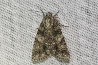Acronicta rumicis