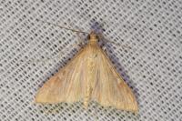 Antigastra catalaunalis