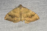 Camptogramma bilineata