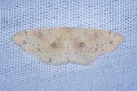 Cyclophora porata