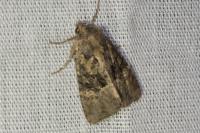 Mesapamea secalella/secalis