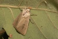 Sesamia nonagrioides