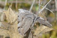 Aplocera efformata/plagiata
