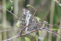 Brintesia circe