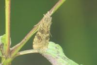 Nomophila noctuella