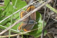 Aricia agestis