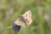Carcharodus alceae