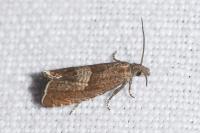 Dichrorampha acuminatana