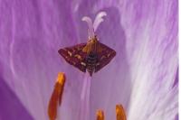 Pyrausta purpuralis