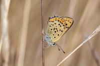 Lycaena tityrus