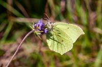 Gonepteryx rhamni