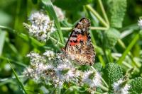 Vanessa cardui