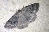 Pseudoterpna coronillaria