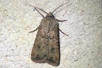 Agrotis segetum