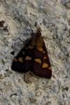 Pyrausta purpuralis