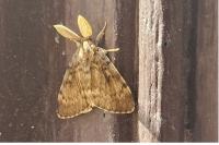 Lymantria dispar
