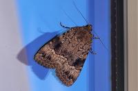 Amphipyra pyramidea