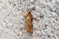 Triodia sylvina