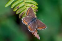Lysandra bellargus