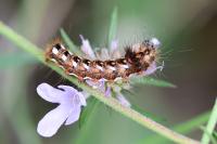 Acronicta rumicis