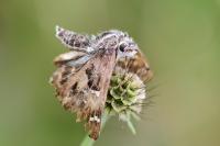 Carcharodus alceae