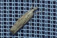 Agriphila geniculea