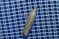 Agriphila geniculea