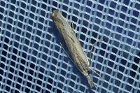 Agriphila geniculea/inquinatella