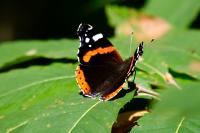Vanessa atalanta