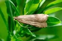 Nomophila noctuella