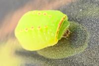 Apoda limacodes