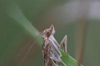 Nomophila noctuella