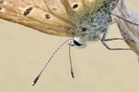 Polyommatus icarus