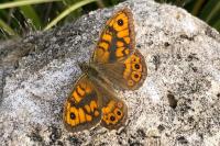 Lasiommata megera