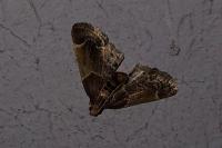 Pyralis farinalis