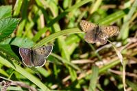 Lycaena tityrus
