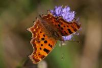 Polygonia c-album