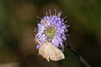 Camptogramma bilineata