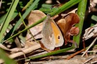 Coenonympha pamphilus