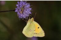 Colias crocea