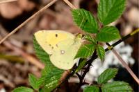 Colias crocea