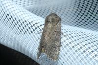 Luperina testacea