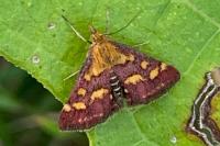 Pyrausta purpuralis