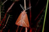 Compsoptera opacaria