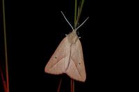 Compsoptera opacaria