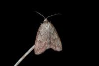 Pachycnemia hippocastanaria