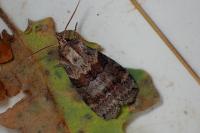 Cymatophorina diluta