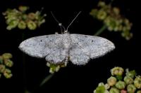 Idaea seriata