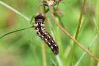 Acronicta rumicis