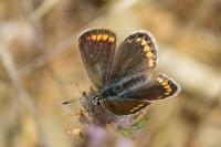 Polyommatus icarus